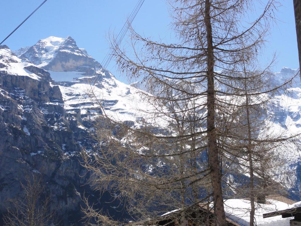 Chalet Schoenbuehl Mürren Eksteriør billede